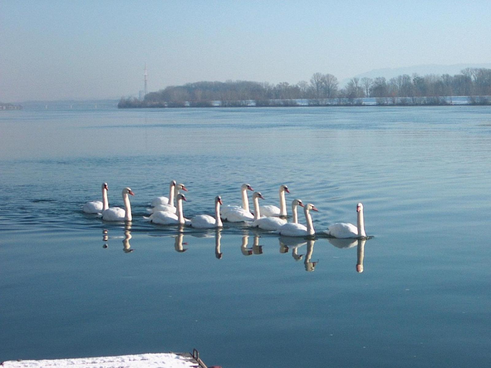 Donau-Rad-Hotel Wachauerhof Marbach an der Donau ภายนอก รูปภาพ